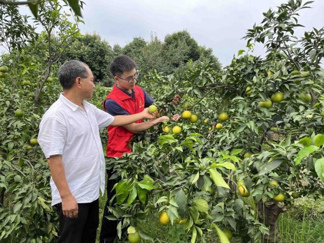选调生燕强：让小柑橘卖出好价钱